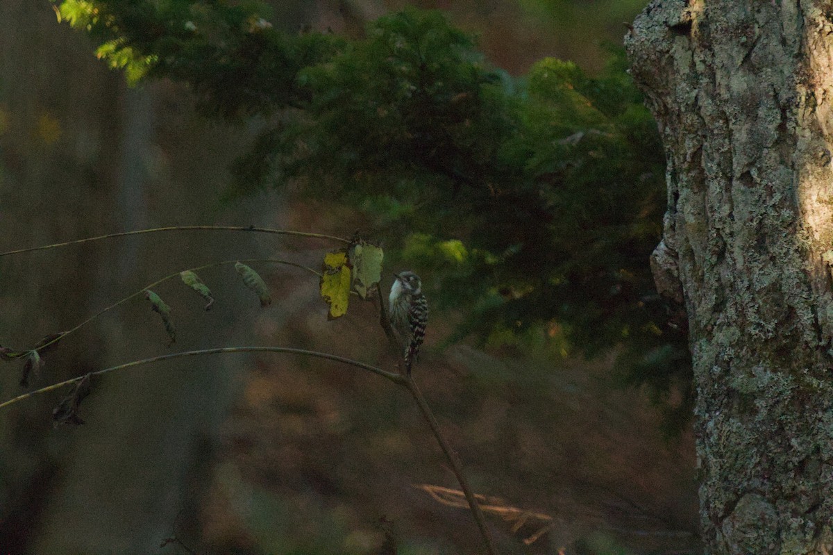 Japanese Pygmy Woodpecker - ML647799799