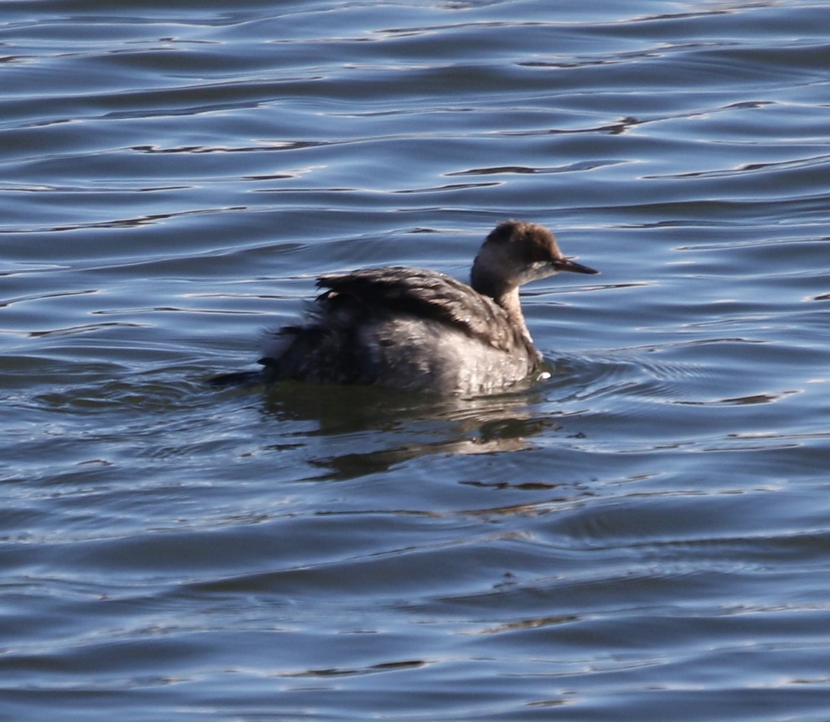Zampullín Cuellinegro - ML647799816