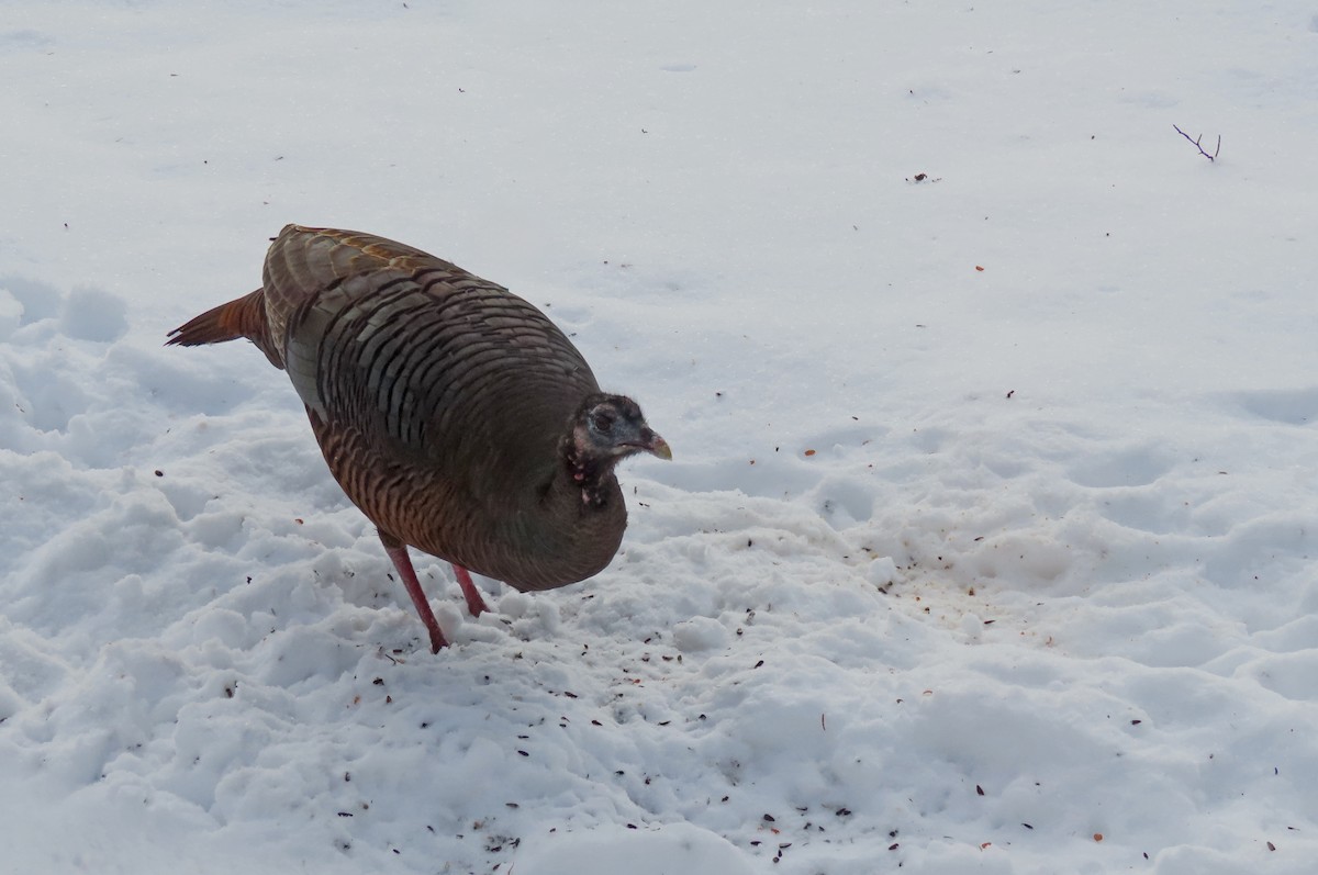 Wild Turkey - ML647799862