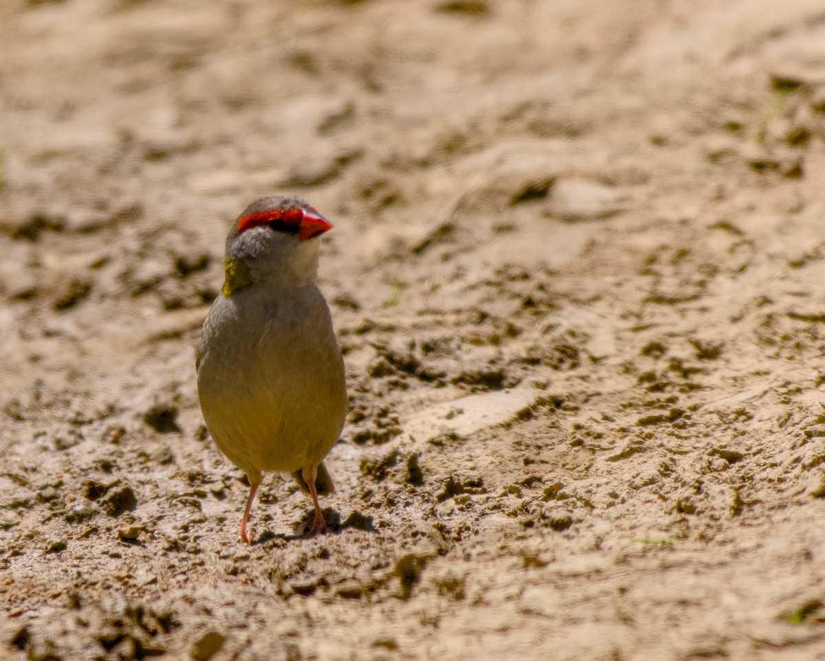 Diamante Cejirrojo - ML647799883