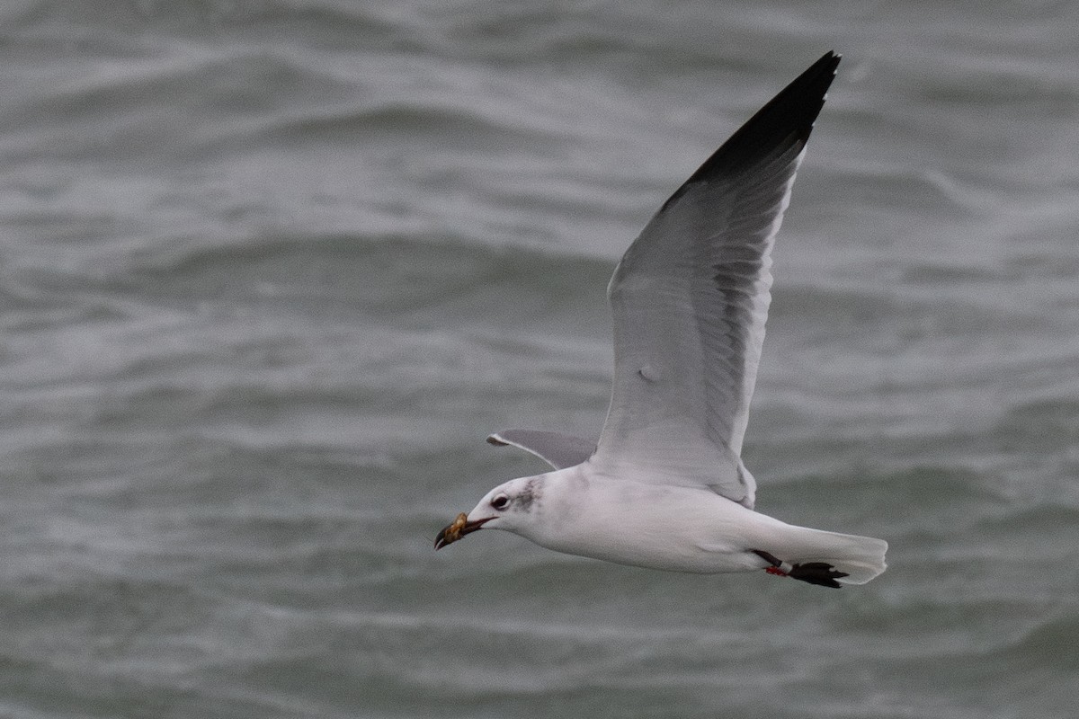 Ацтекская чайка - ML647799898