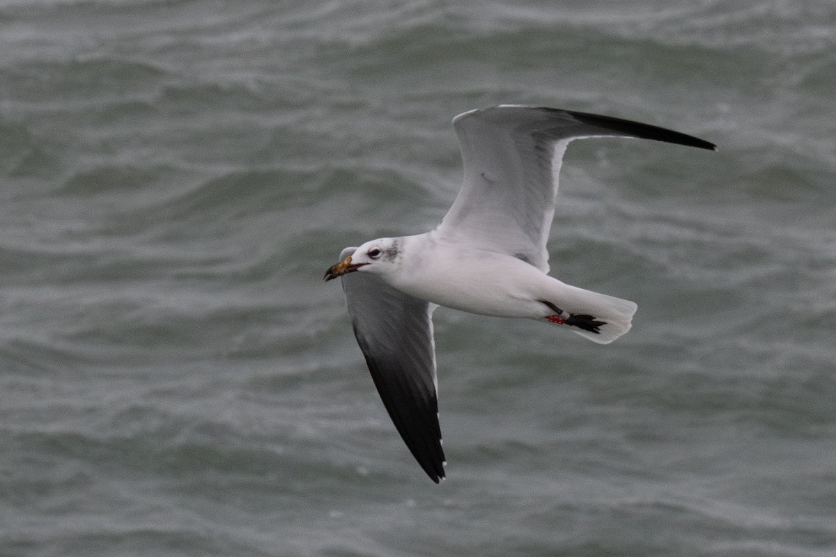 Ацтекская чайка - ML647799899