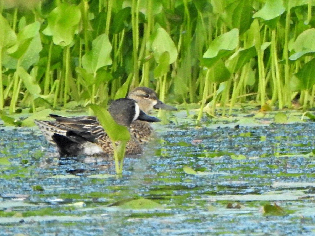 Blue-winged Teal - ML647799911