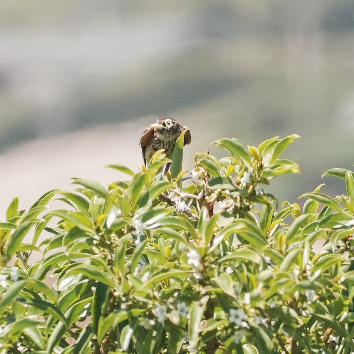 Spectacled Tyrant - ML647799913