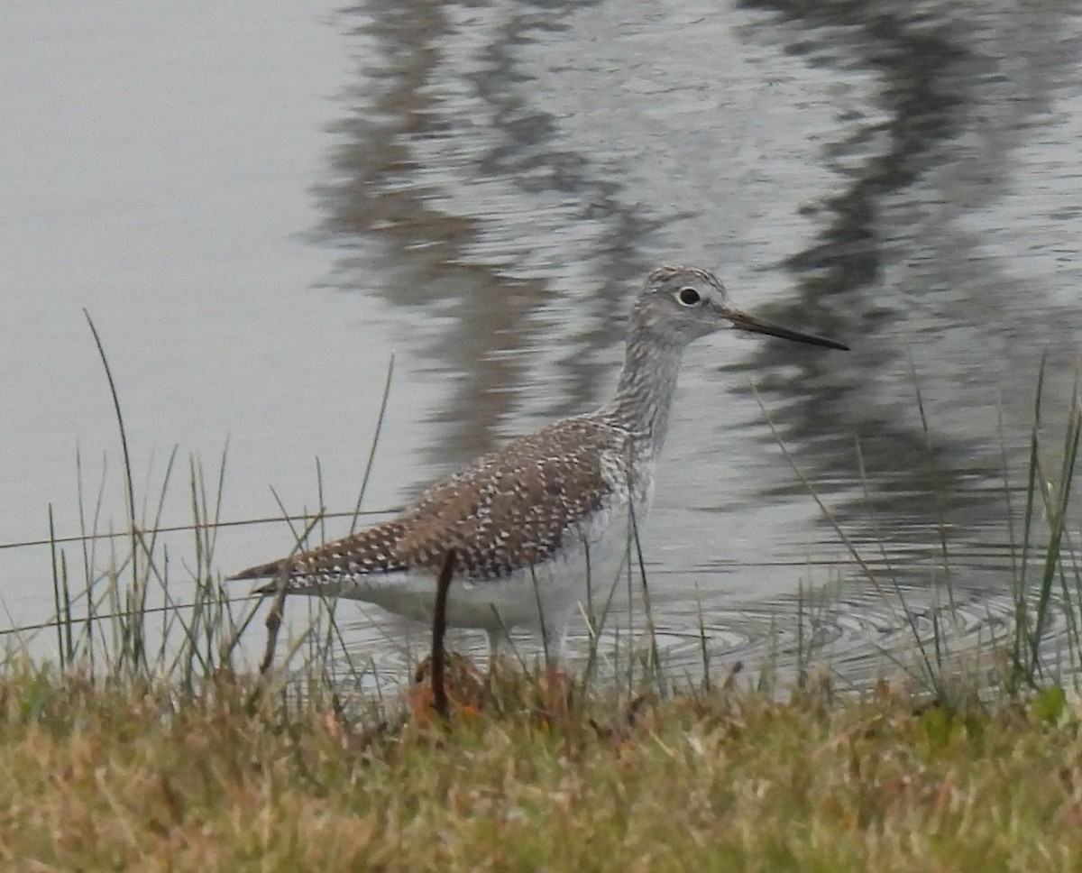 Greater Yellowlegs - ML647799914