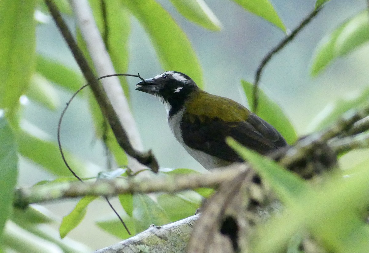 Cerquero Picofino - ML647799925