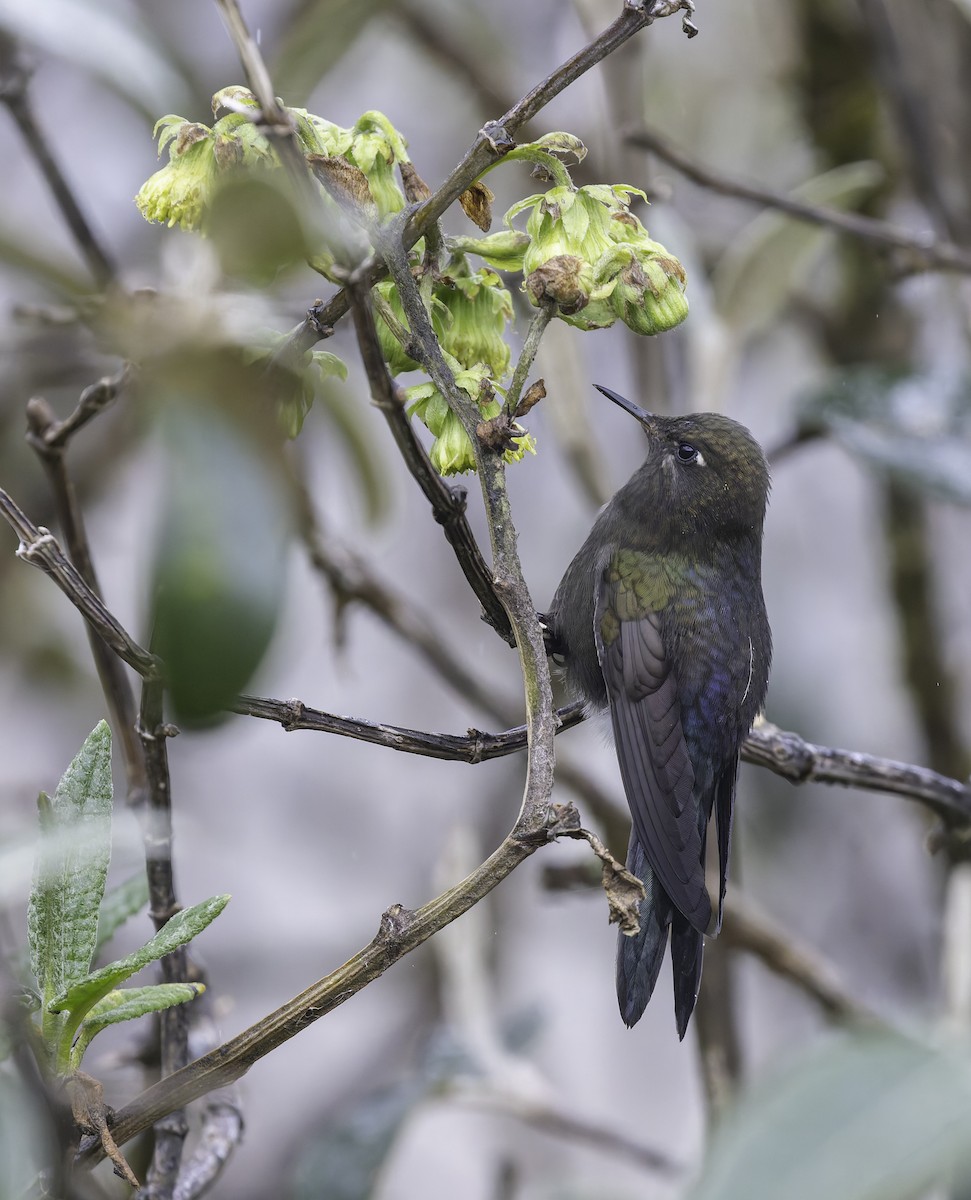 Colibrí de Stanley - ML647799931