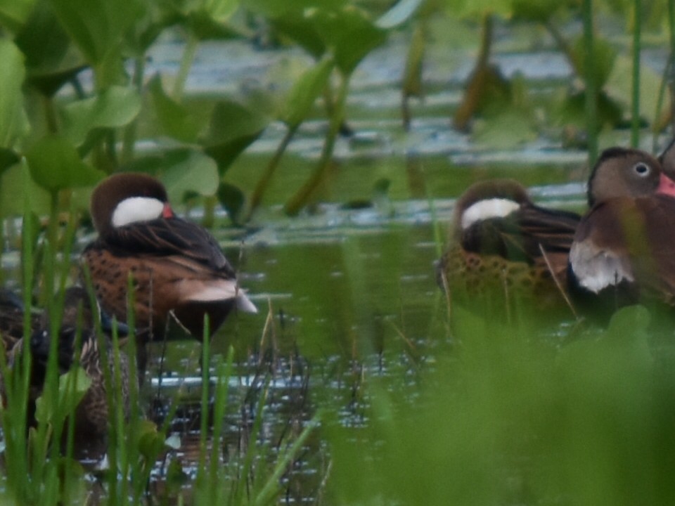 Ánade Gargantillo - ML647799933