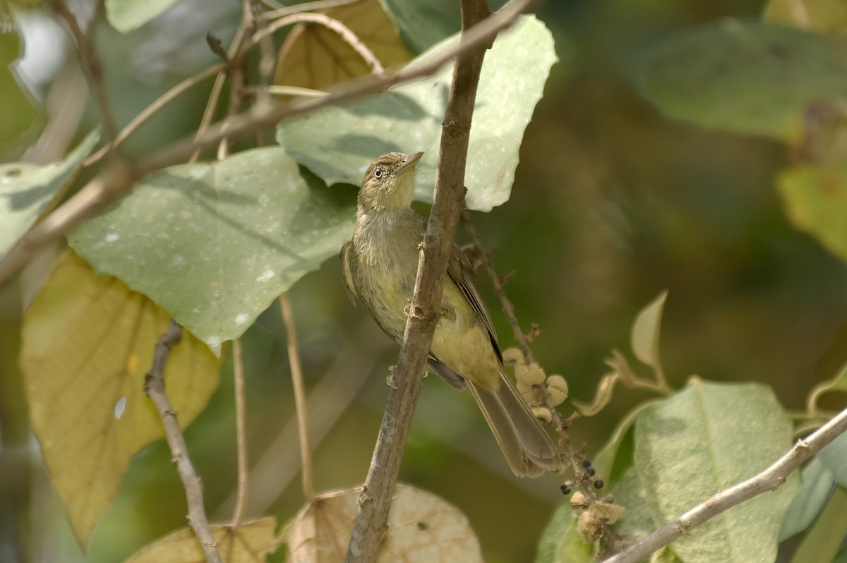 Bulbul Oliváceo - ML647799936