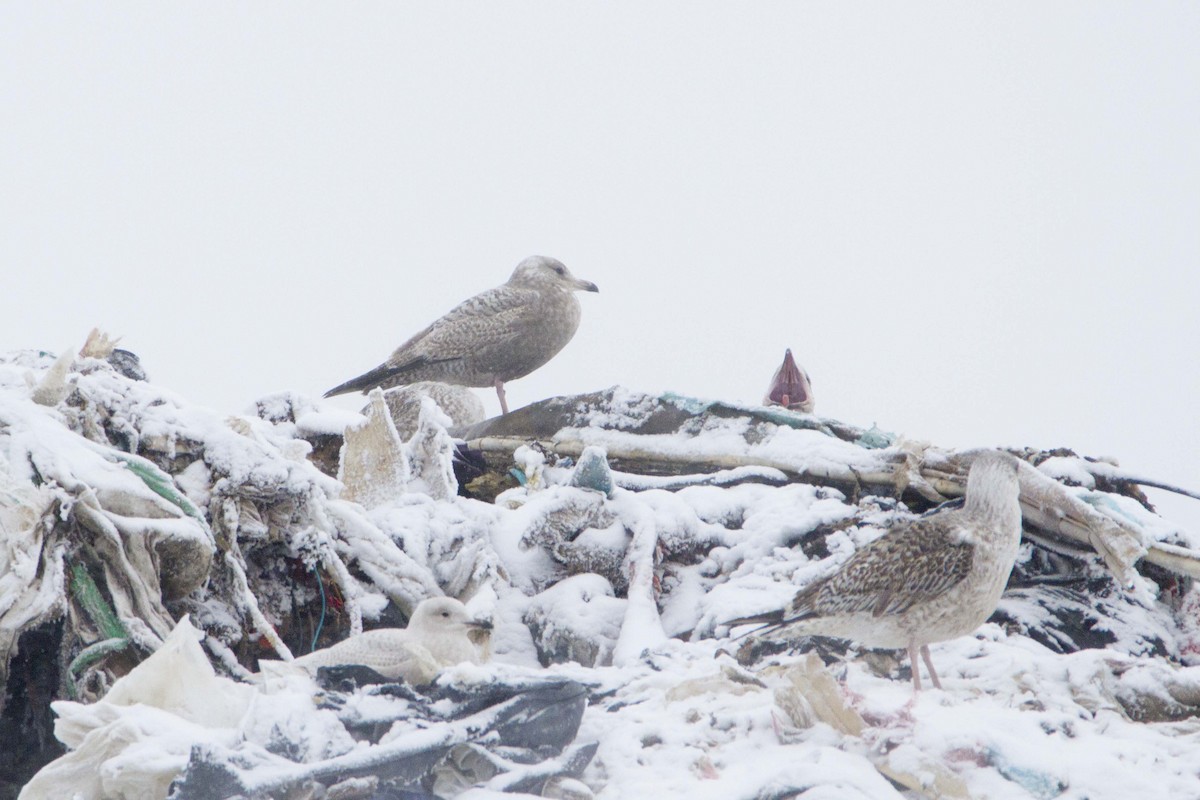 Gaviota Argéntea Americana - ML647799937