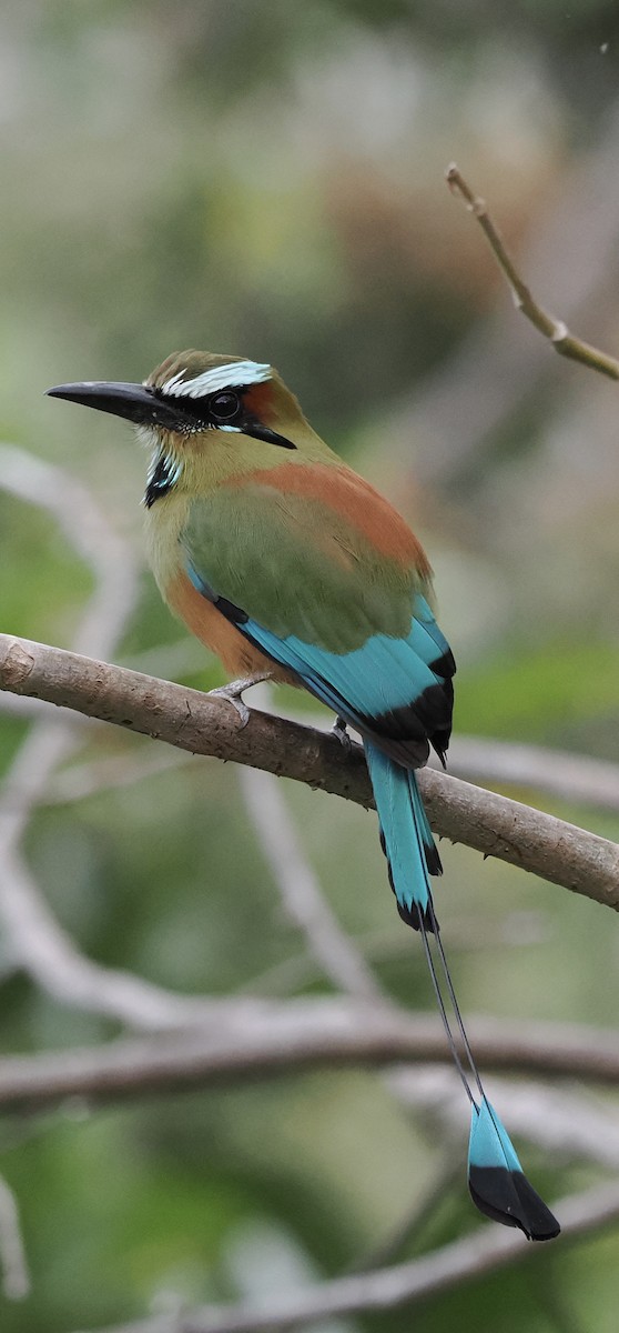 Momoto Cejiazul - ML647799938