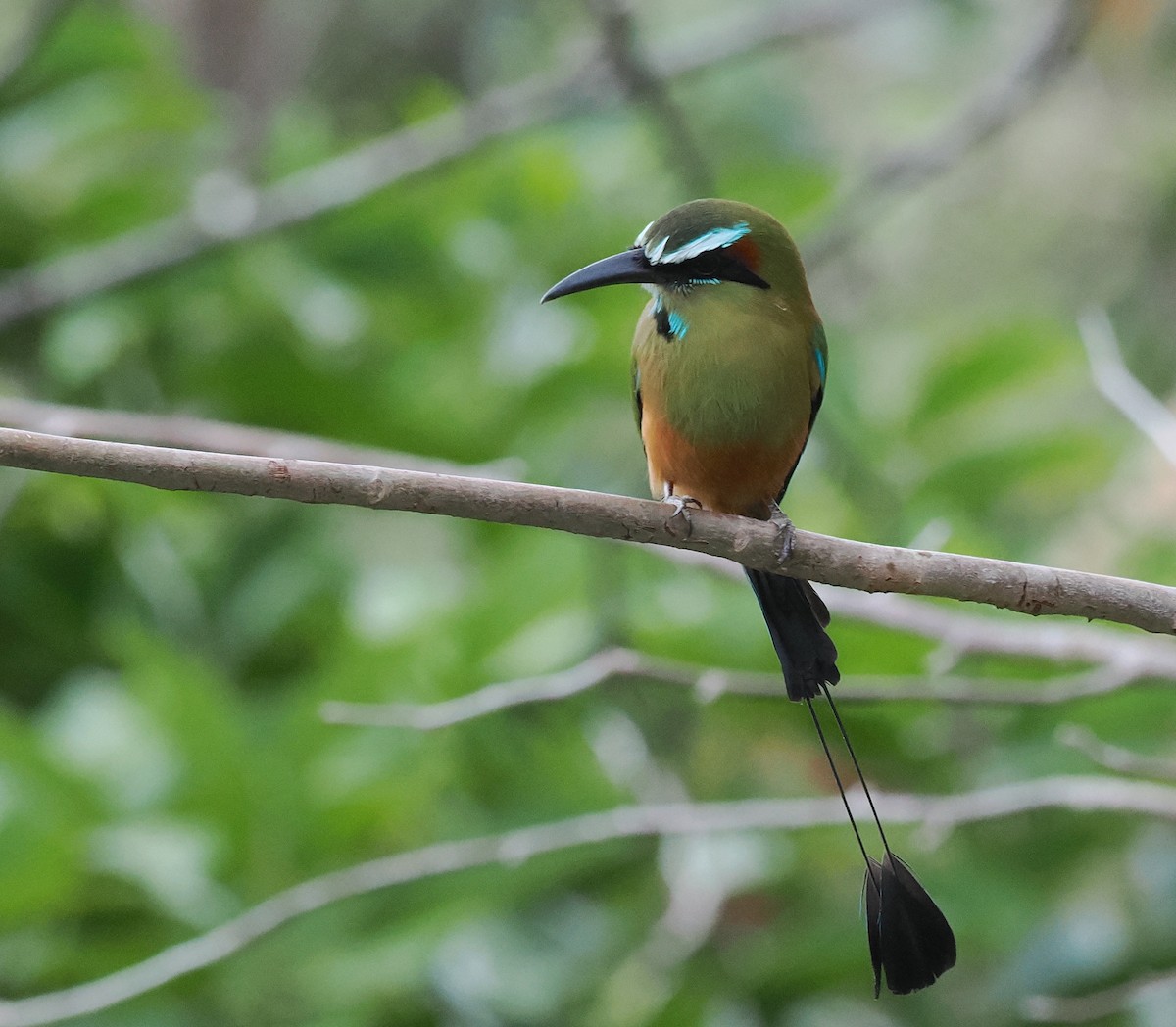 Momoto Cejiazul - ML647799939