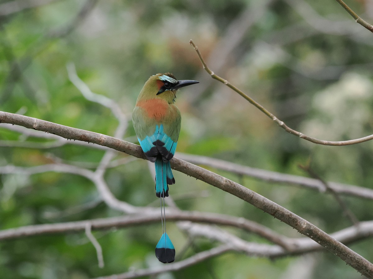 Momoto Cejiazul - ML647799941