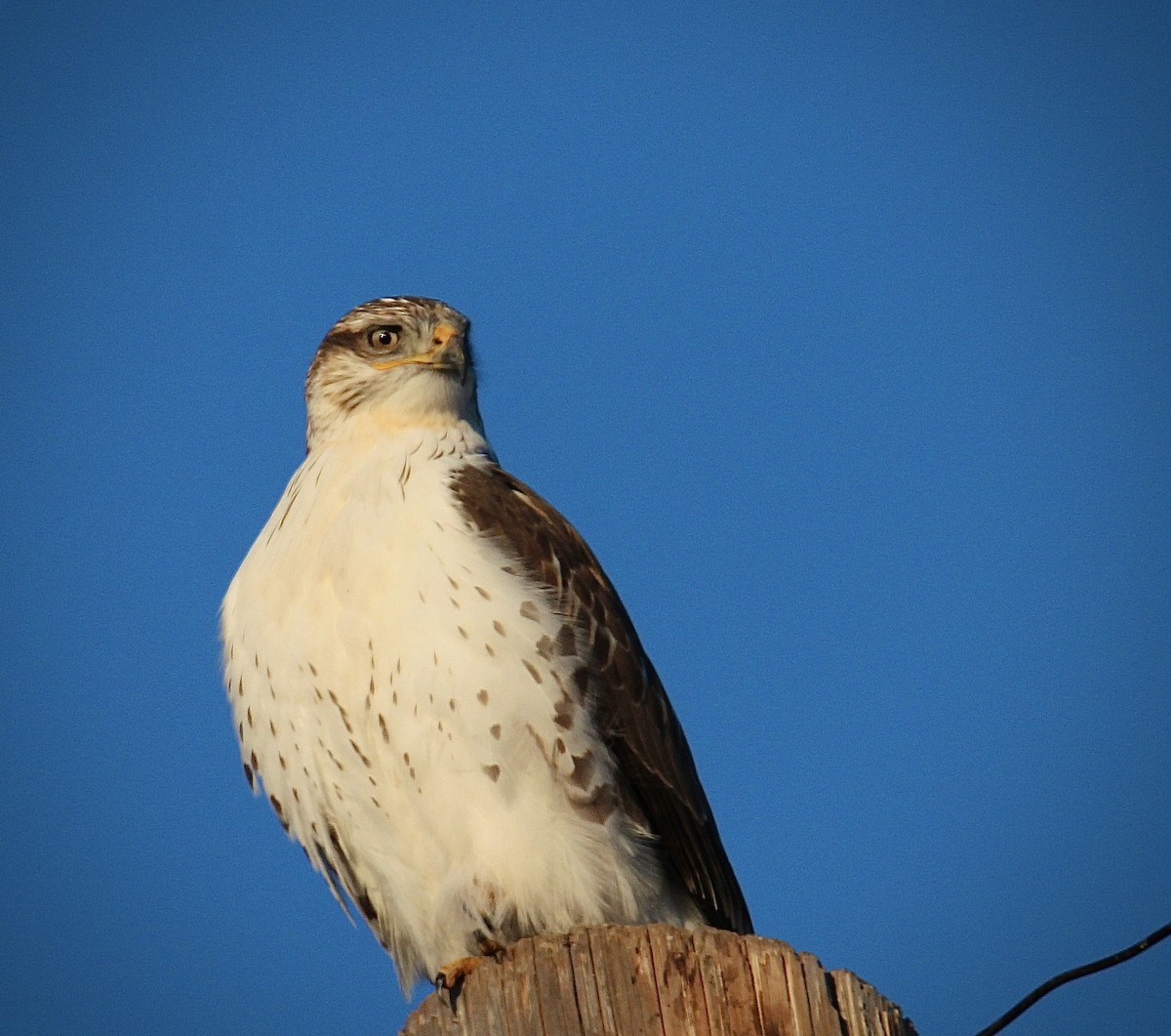 Busardo Herrumbroso - ML647799942