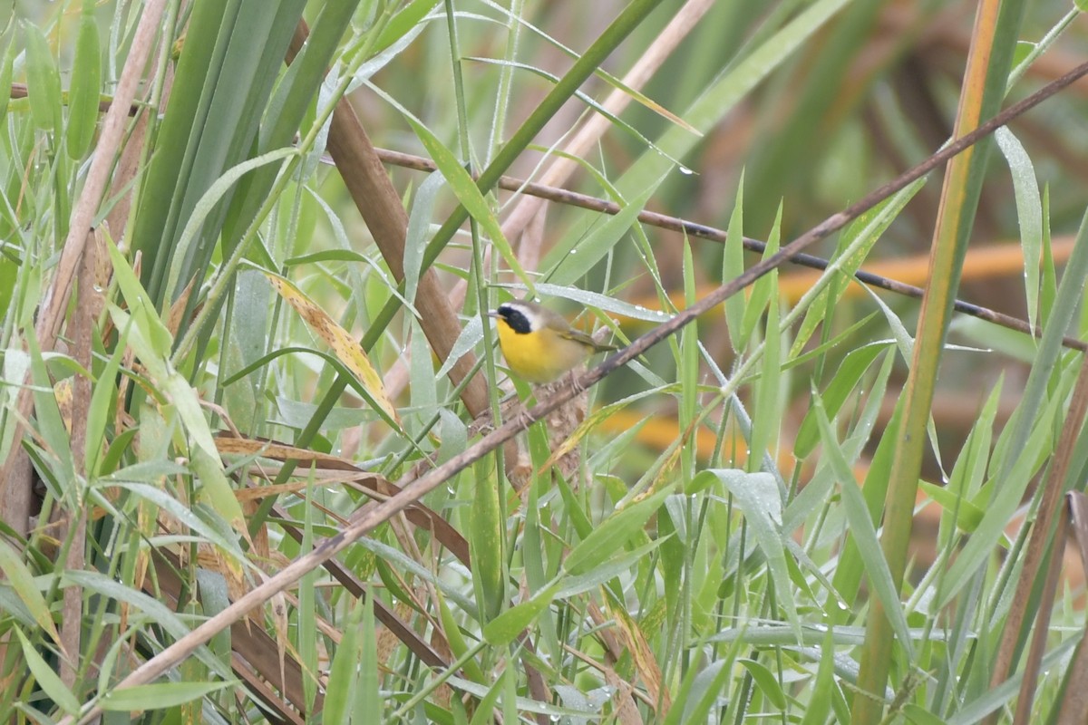 Mascarita Común - ML647799943