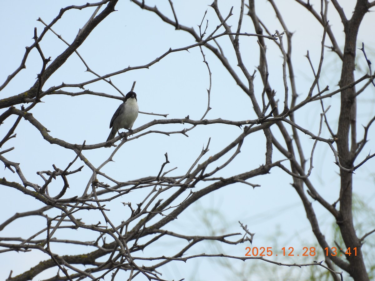 Monterita Cabecinegra - ML647799944