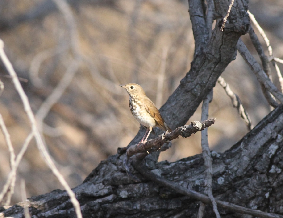 Zorzalito Colirrufo - ML647799945