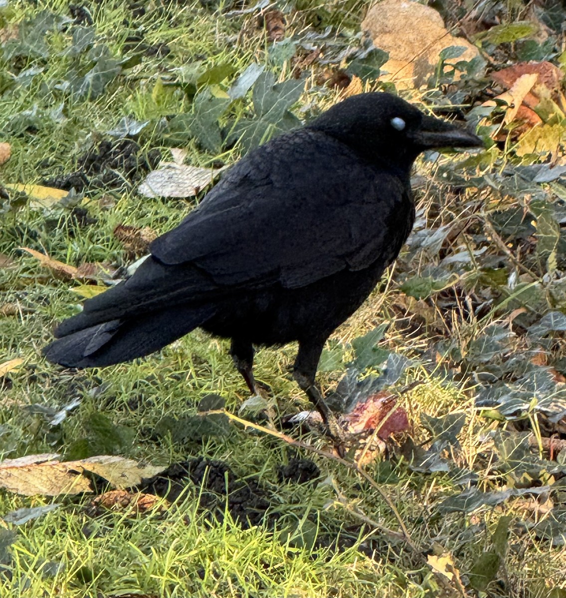 Cuervo Americano - ML647799949