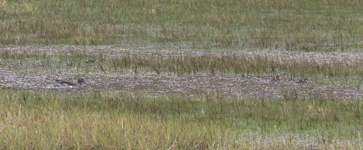 Cerceta Andina (andium) - ML647799950