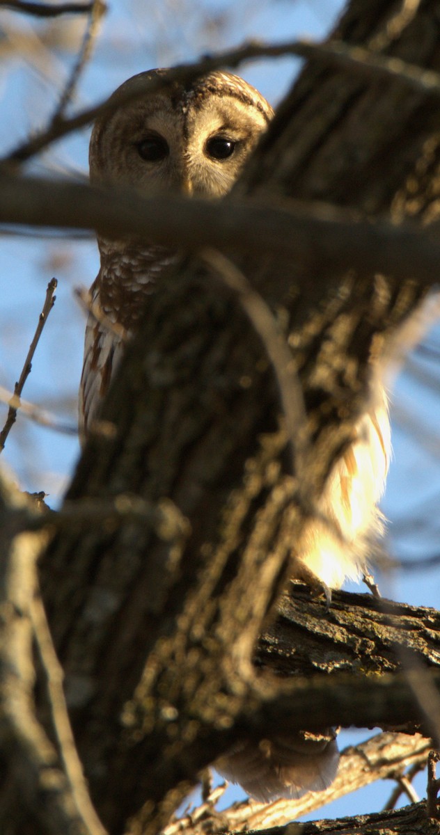 Cárabo Norteamericano - ML647799951