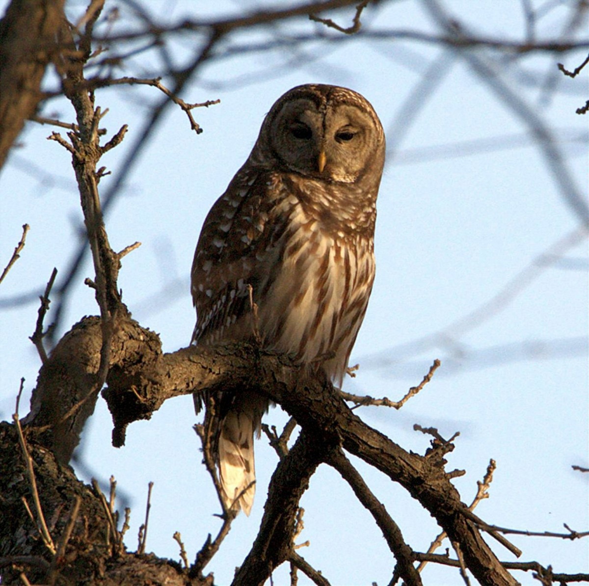Cárabo Norteamericano - ML647799952