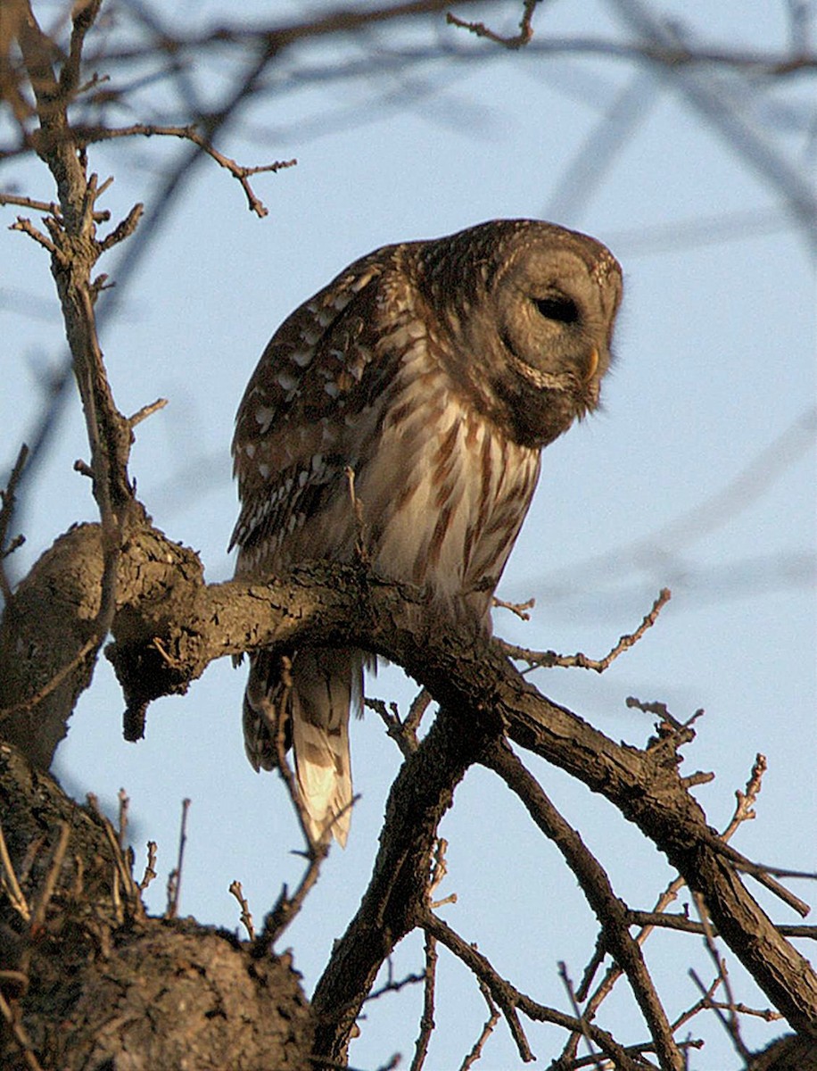 Cárabo Norteamericano - ML647799953