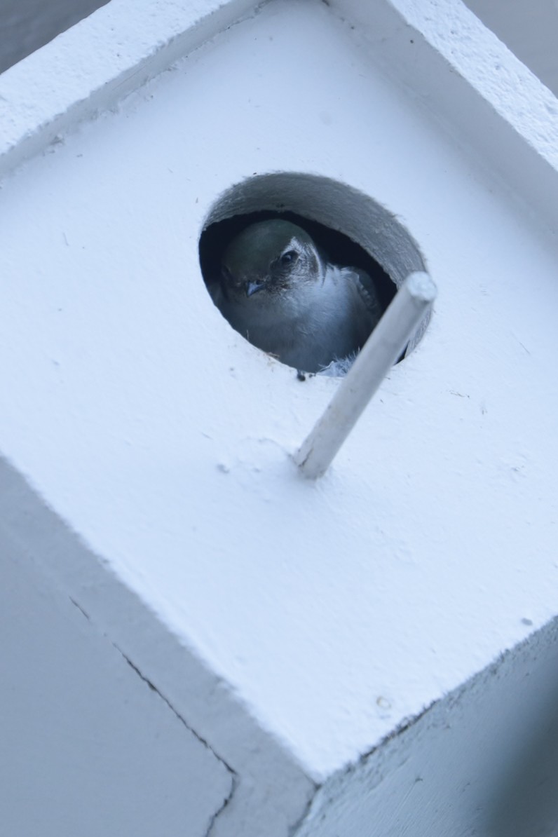 Golondrina Verdemar - ML647799954