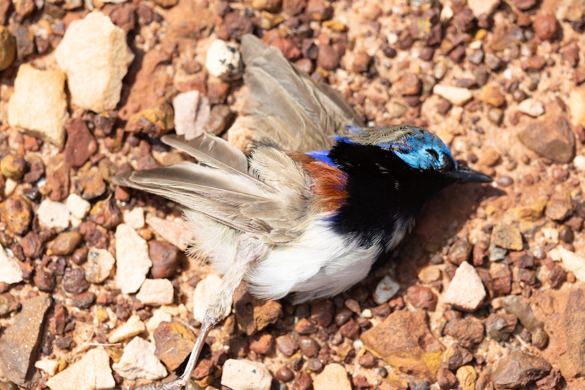 Maluro Dorsimorado (assimilis) - ML647799956