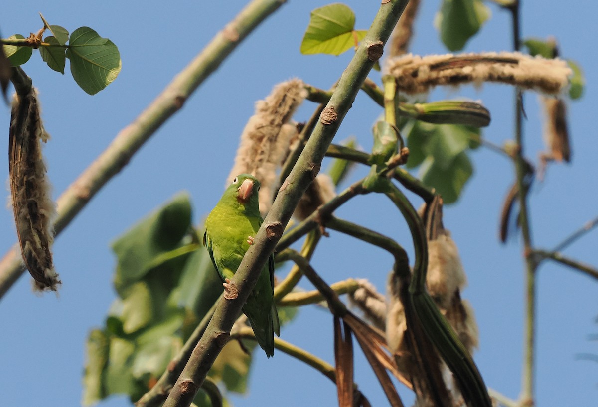 Catita Churica - ML647799957