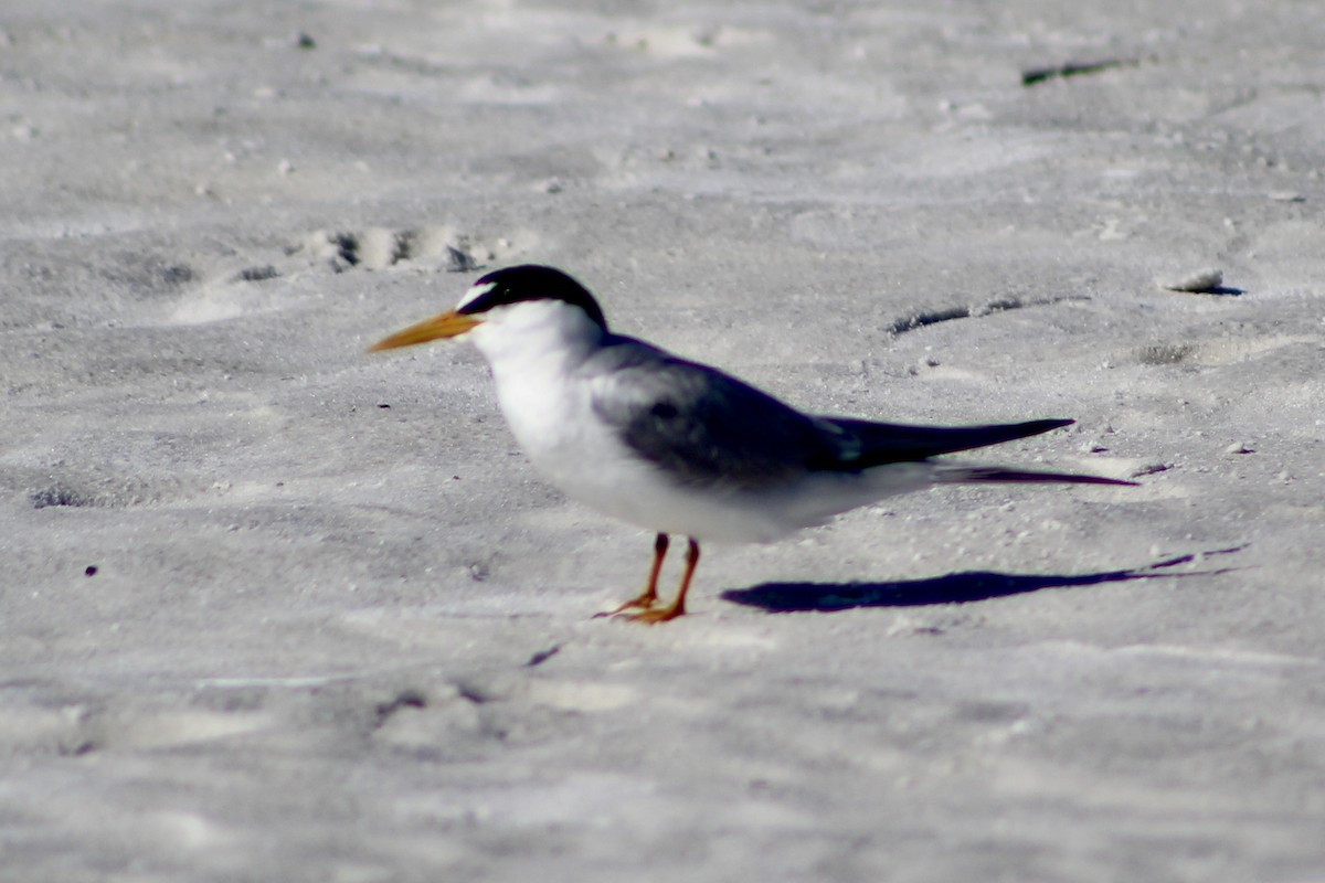 Charrancito Americano - ML647799962