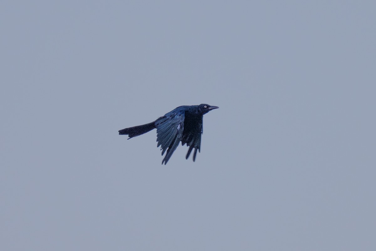 Great-tailed Grackle - ML647799963