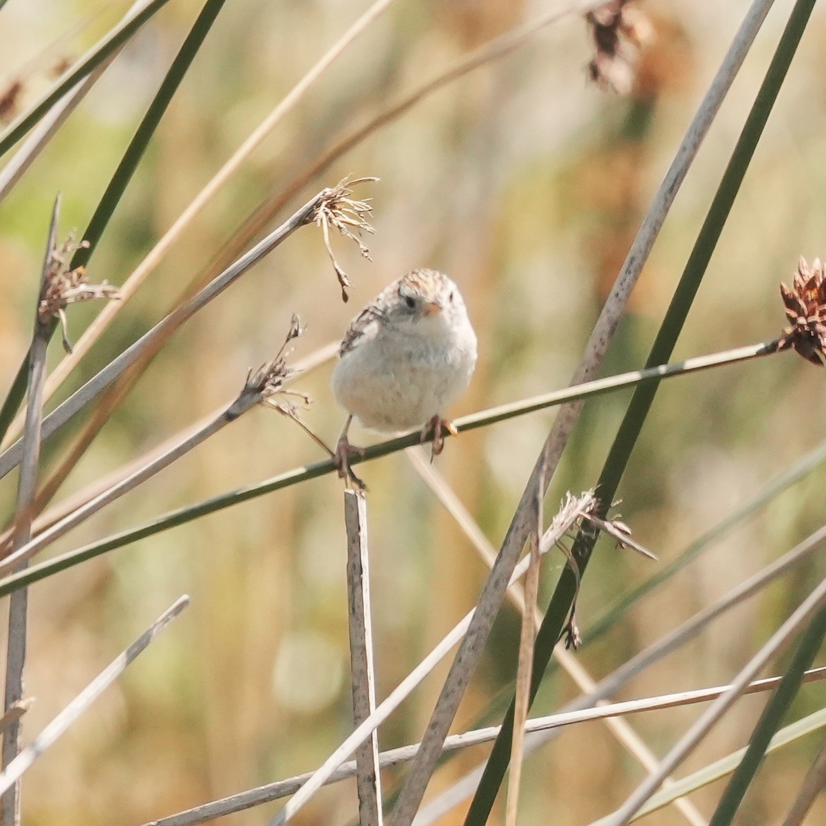 Grass Wren - ML647799972