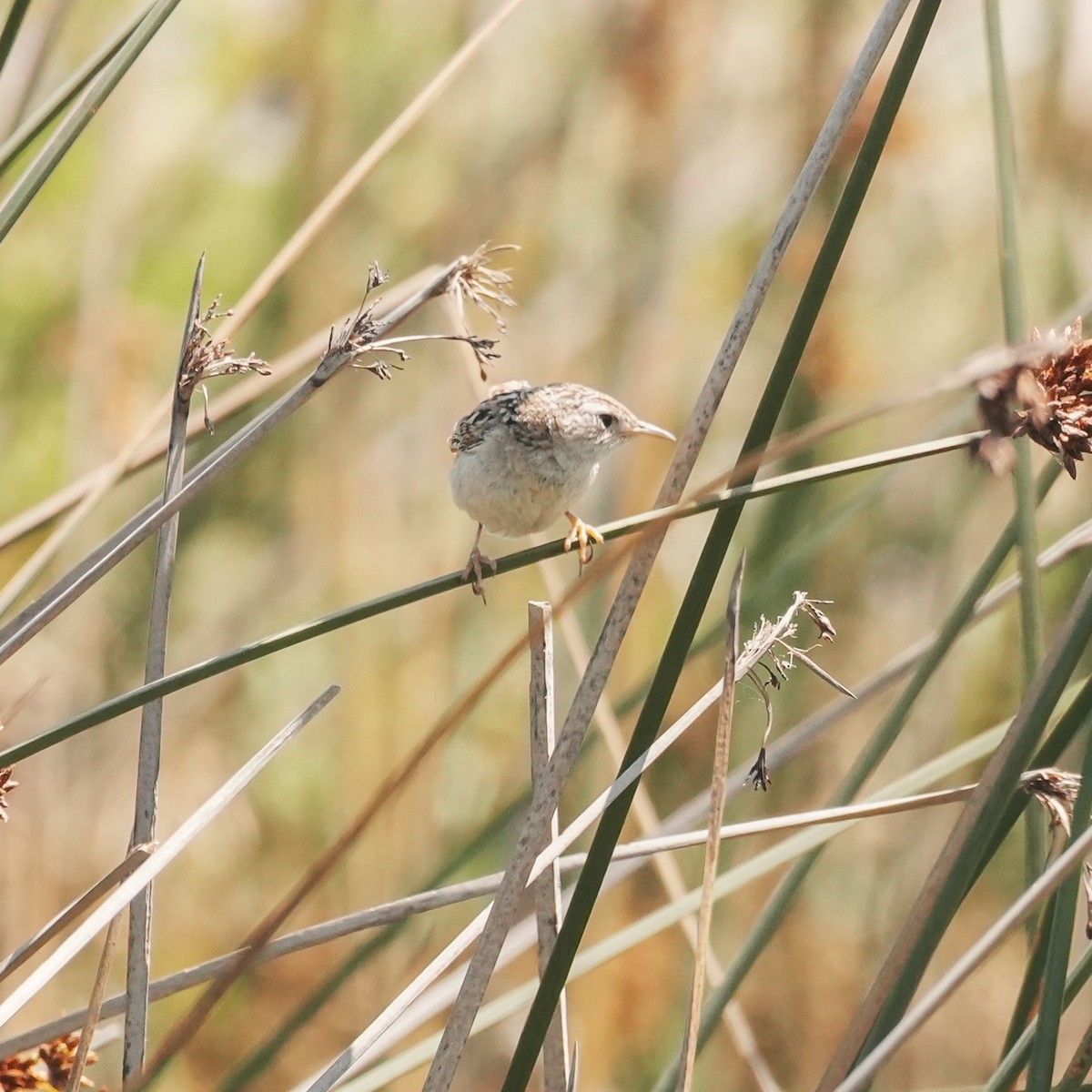 Grass Wren - ML647799973
