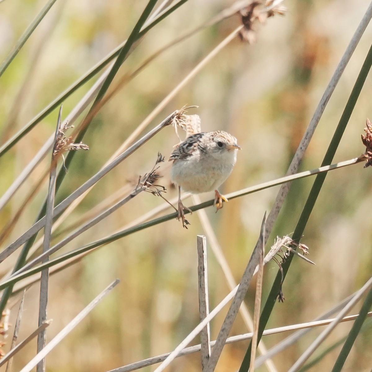 Grass Wren - ML647799974