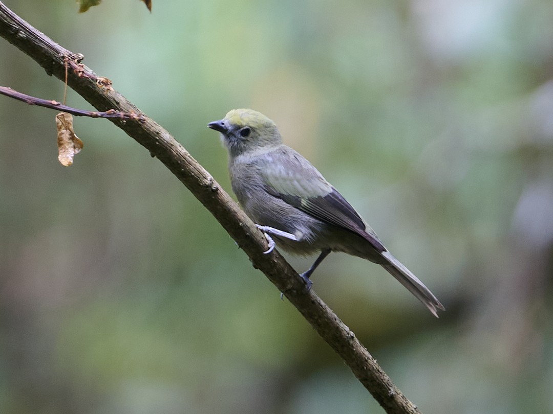 Palm Tanager - ML647799976