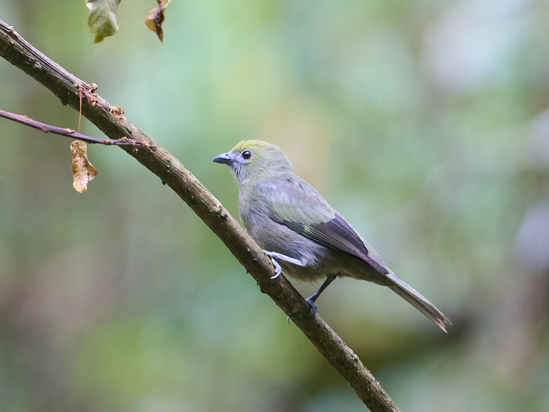Palm Tanager - ML647799977