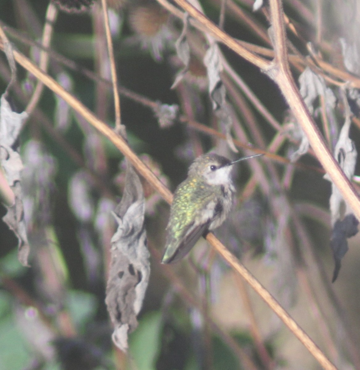 Ruby-throated Hummingbird - ML647800002
