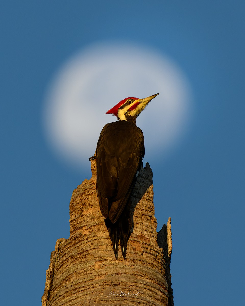 Pileated Woodpecker - ML647800039