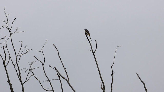 Gebirgsstelze - ML647800041