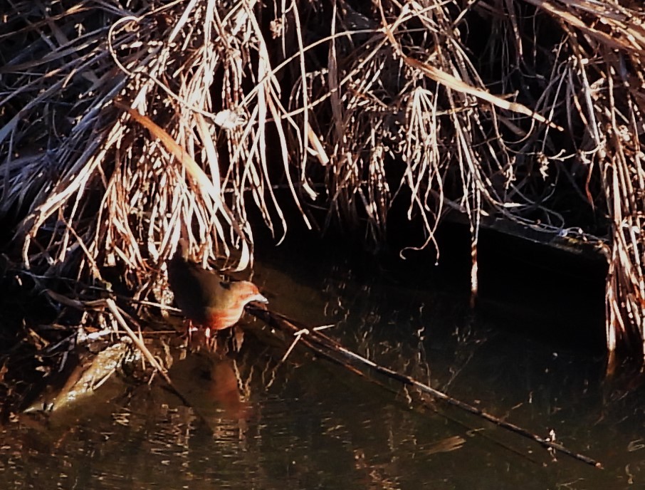Ruddy-breasted Crake - ML647800064