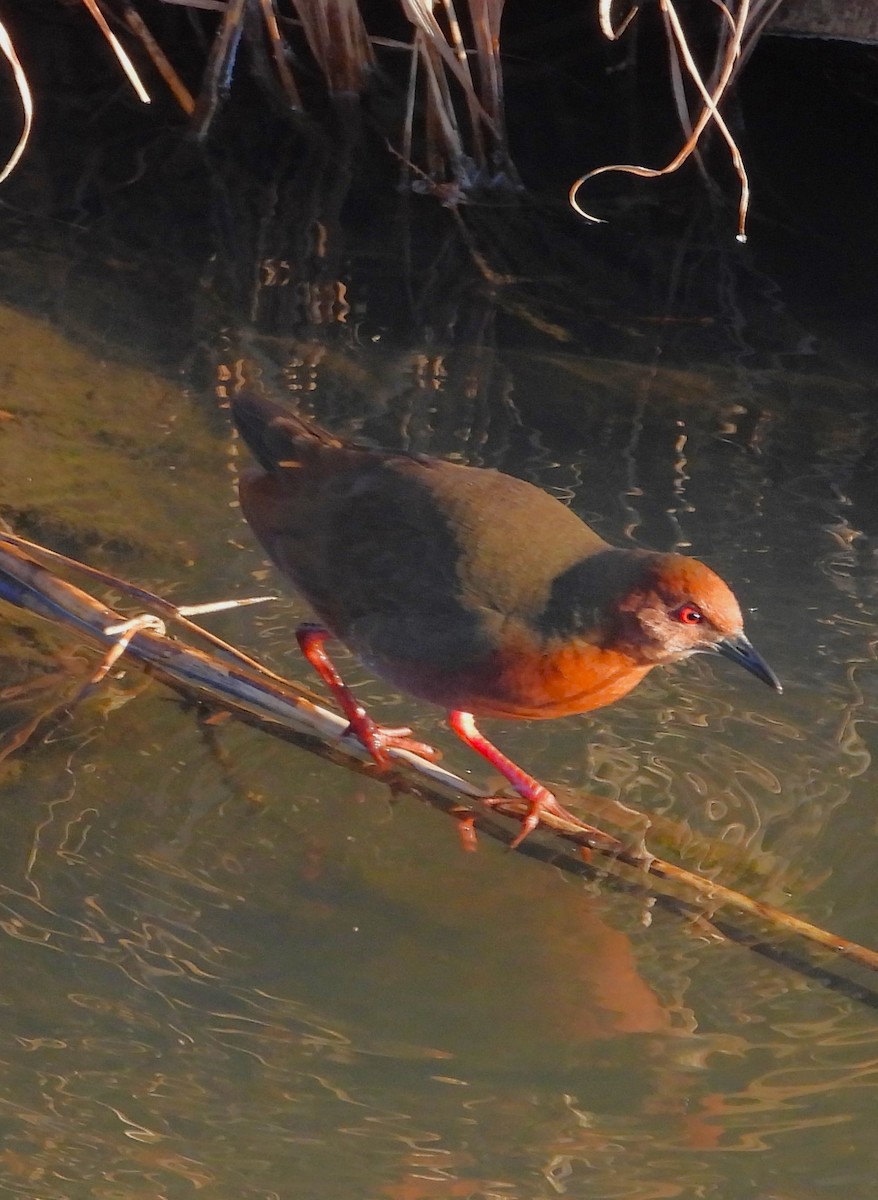 Ruddy-breasted Crake - ML647800066