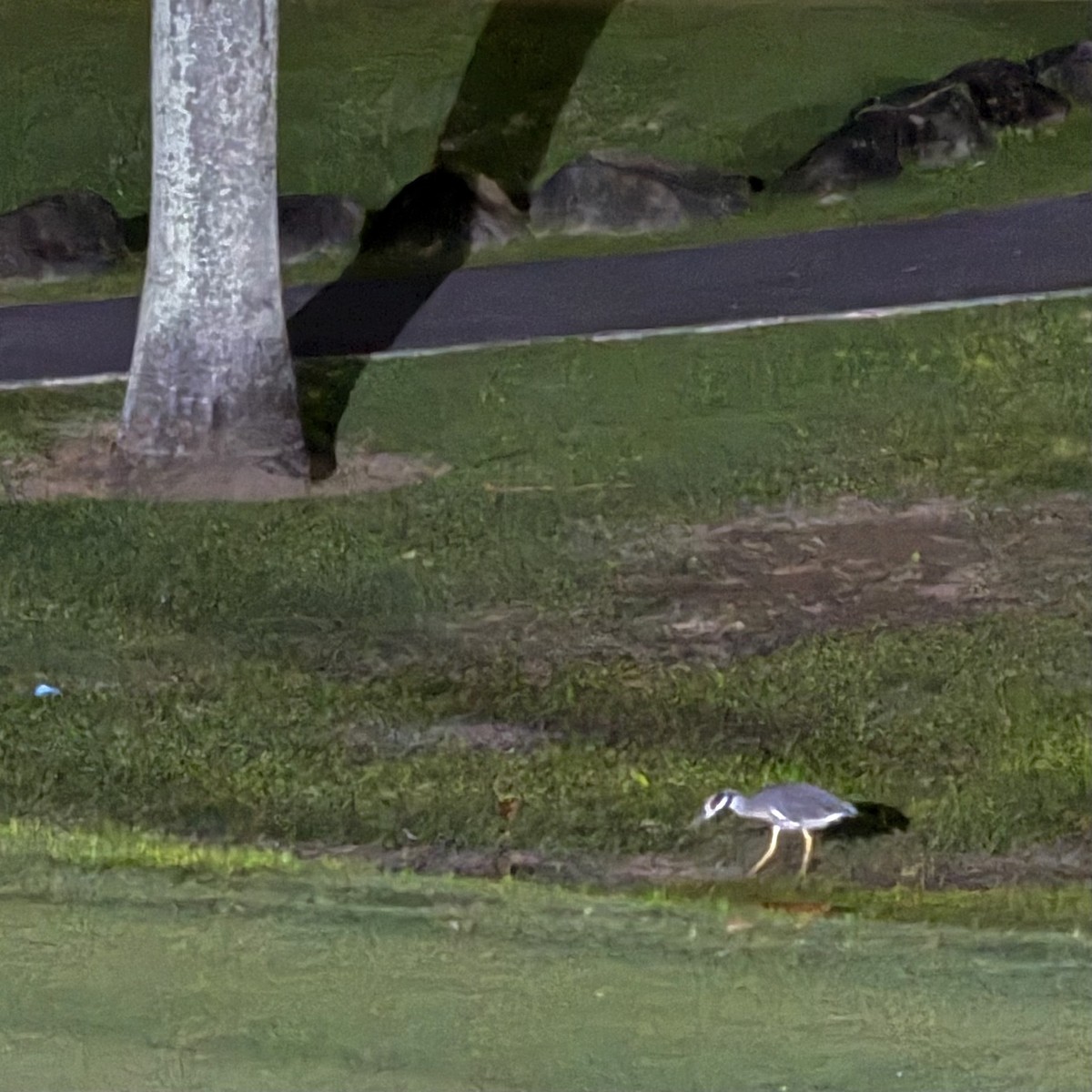 אנפת לילה צהובת-כיפה - ML647800079