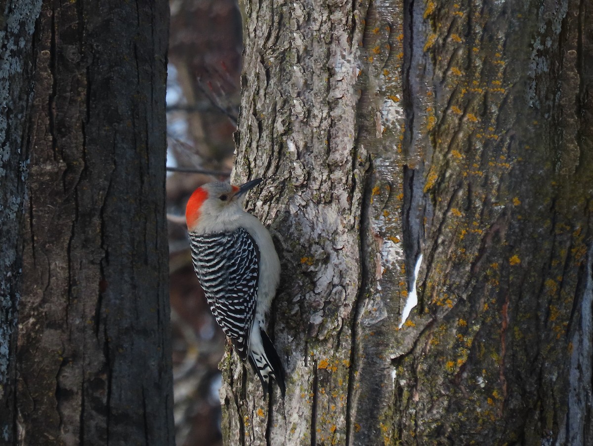 Red-bellied Woodpecker - ML647800081
