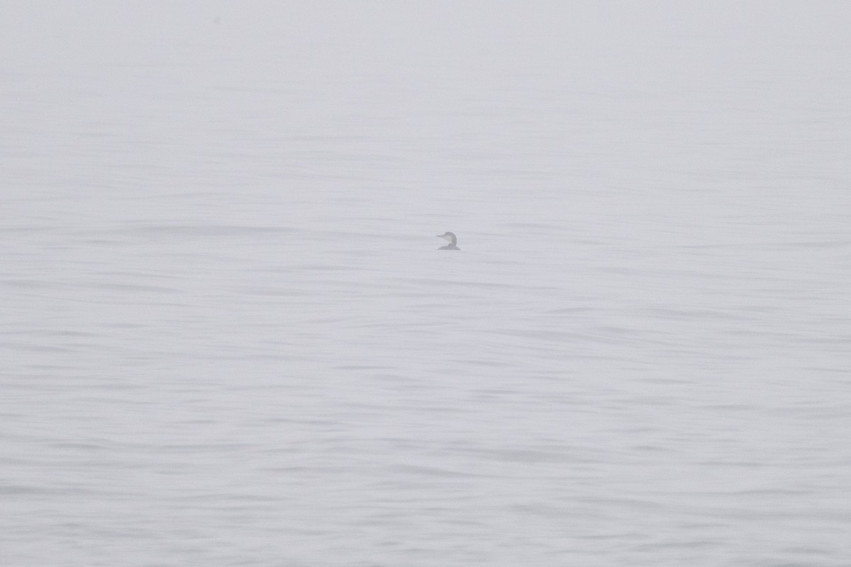 Common Loon - ML647800084