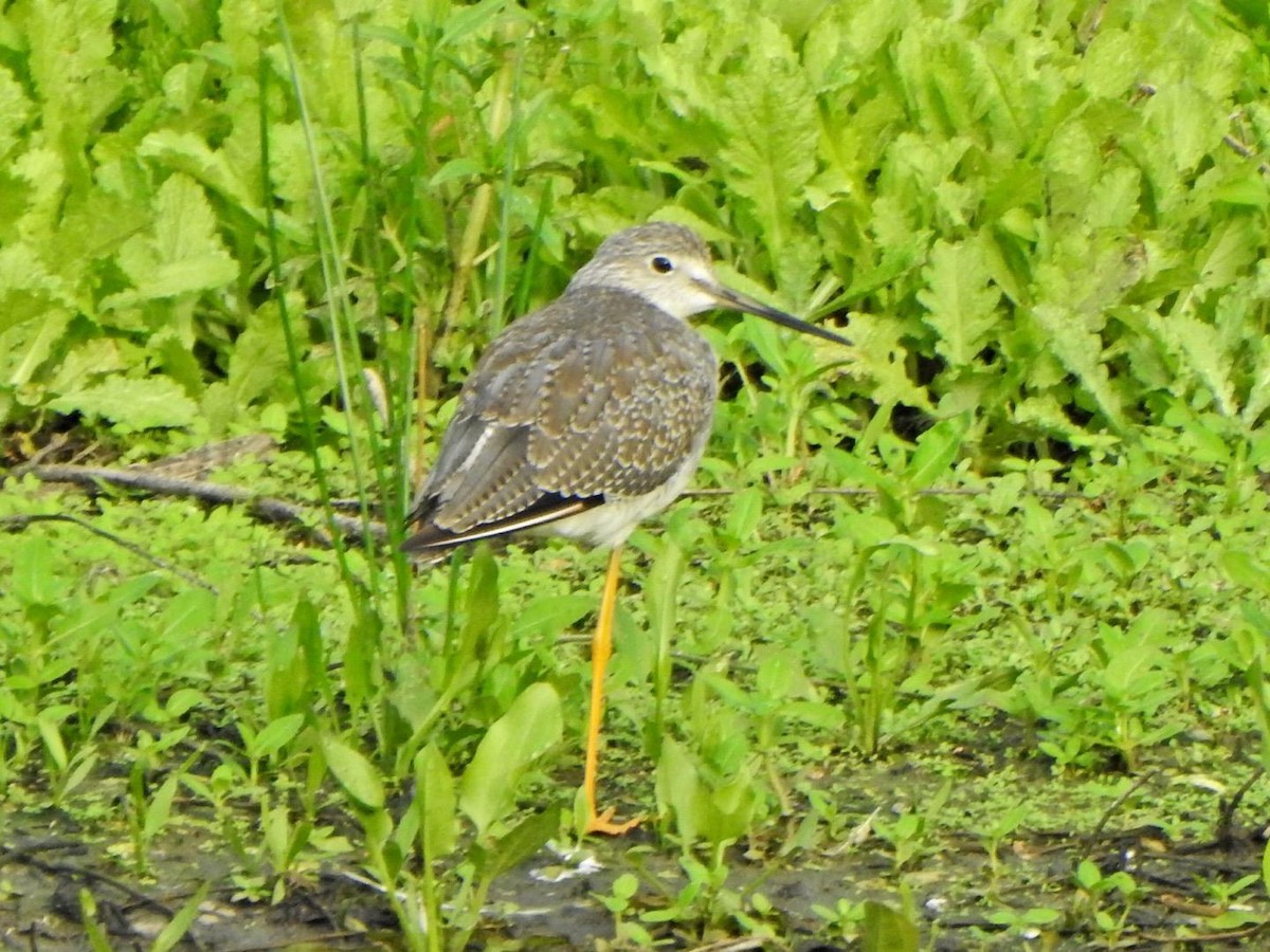 Greater Yellowlegs - ML647800106