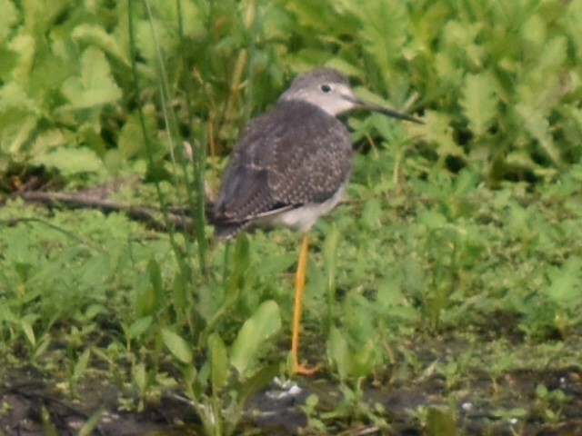 Greater Yellowlegs - ML647800122