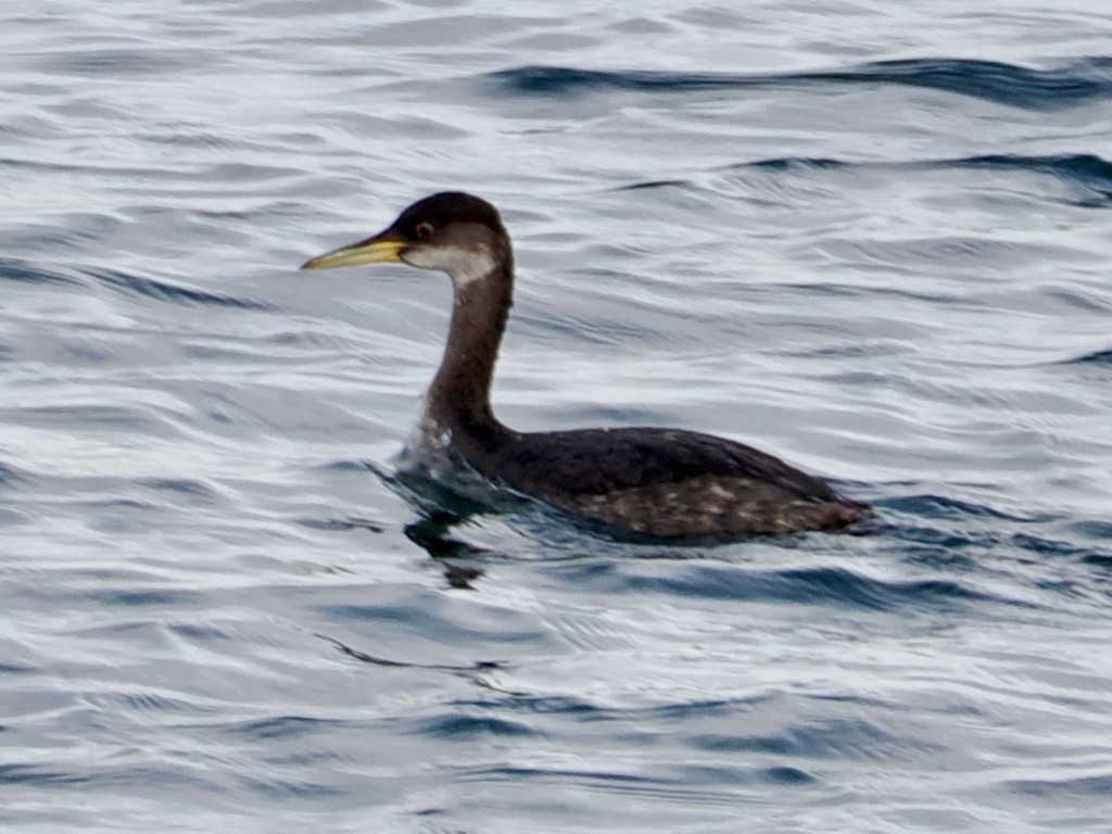 Red-necked Grebe - ML647800124