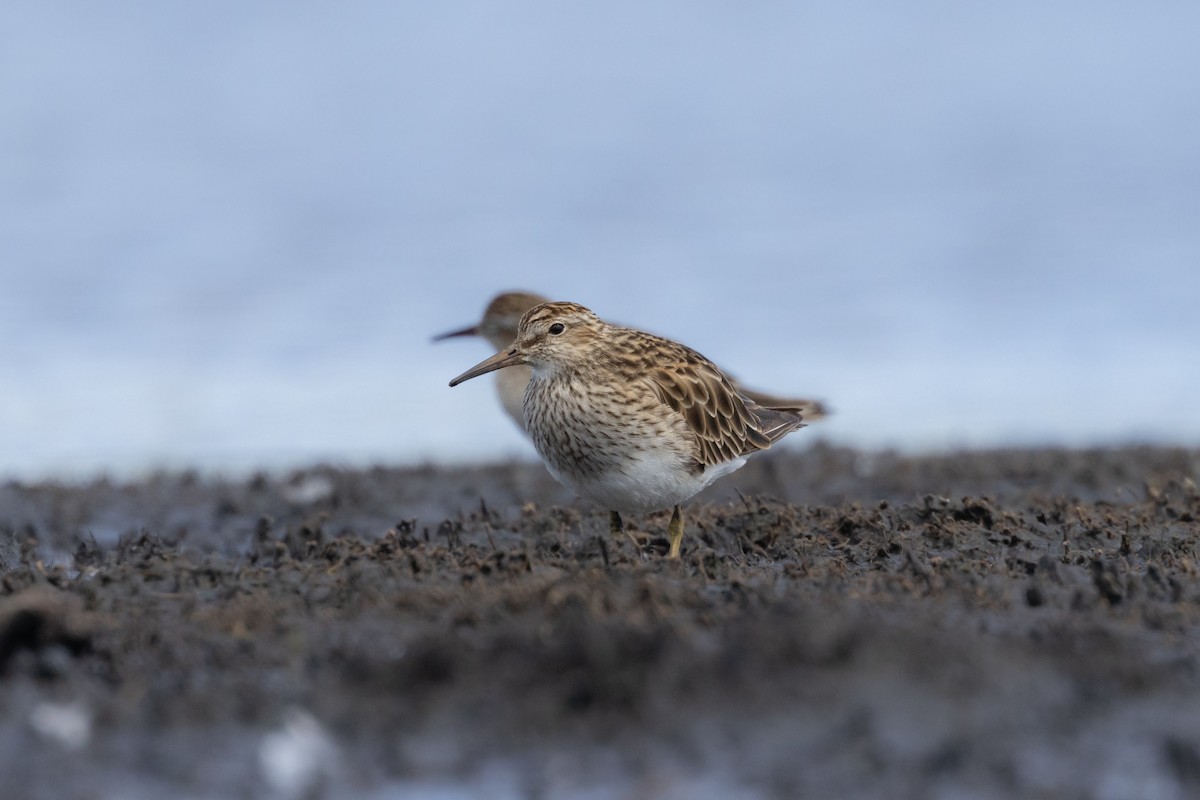 Побережник арктичний - ML647800134