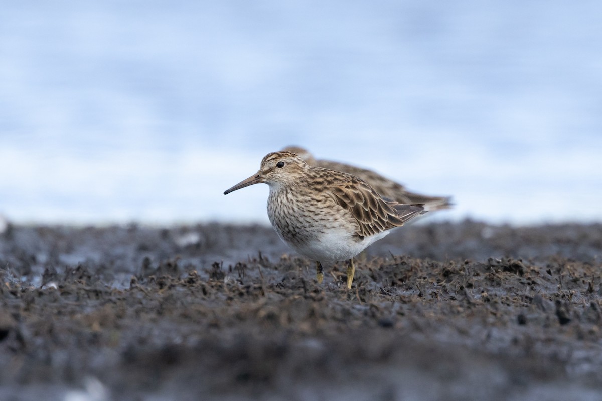 Побережник арктичний - ML647800135