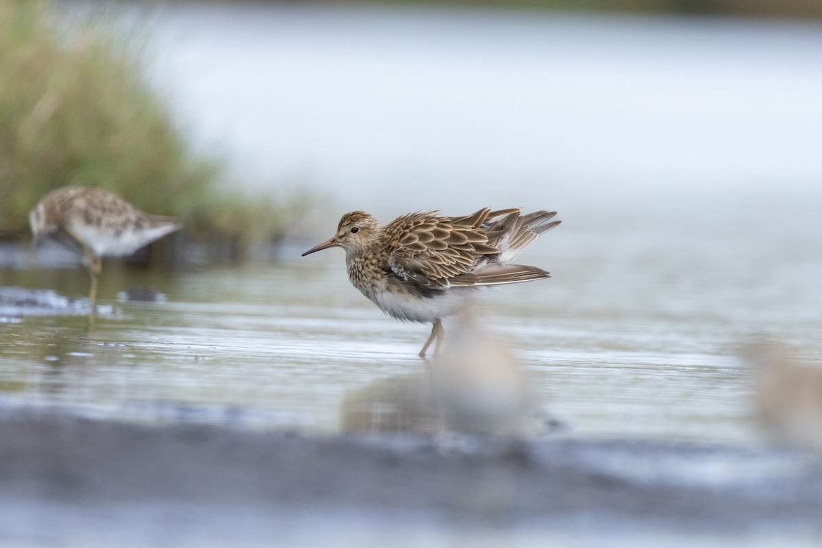 Побережник арктичний - ML647800136